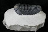 Nice Phacops Trilobite - Foum Zguid, Morocco #19524-1